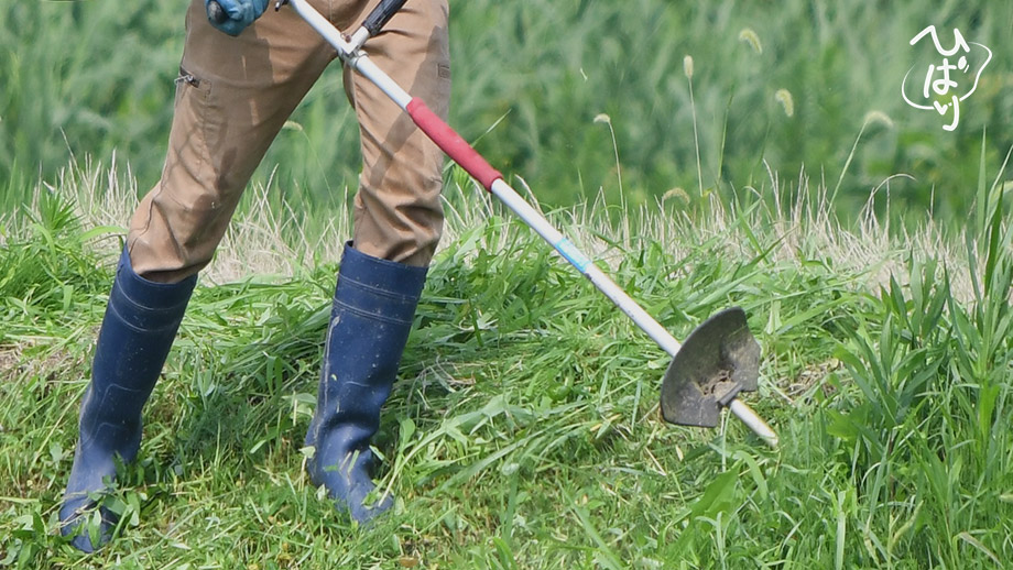 田んぼの草刈り