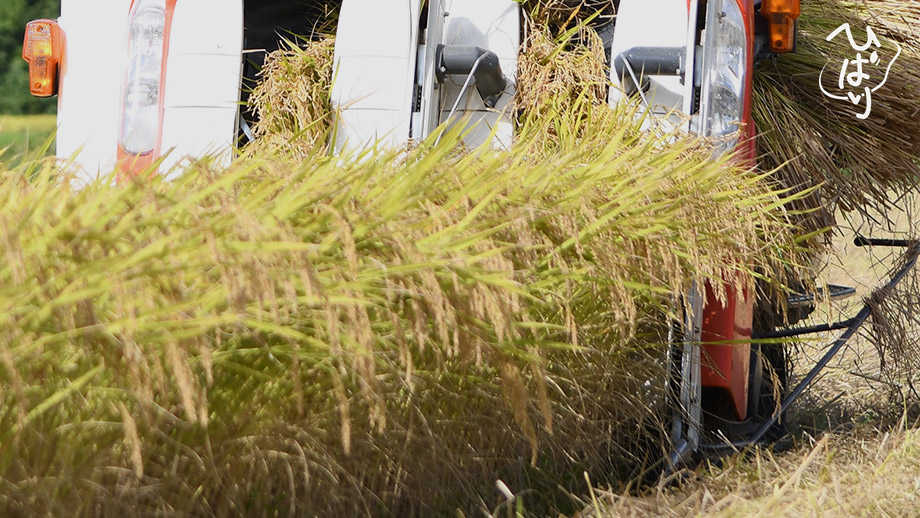 田んぼの草刈り